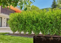 Gardena Micro-Drip-System - Micro-Drip-System Struikbevloeiingsset, Lengte 50 M 13501-20 -Sanitino Winkel c2d84554ff55db99310c2c4b