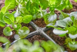 Gardena Micro-Drip-System - 4-weg Connector 4,6 Mm, 10 Stuks 13214-20 -Sanitino Winkel ccc502ed5b75b15b247f6f32